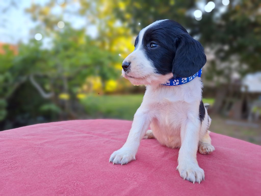 Des Etangs De La Brame - Chiot disponible  - English Springer Spaniel