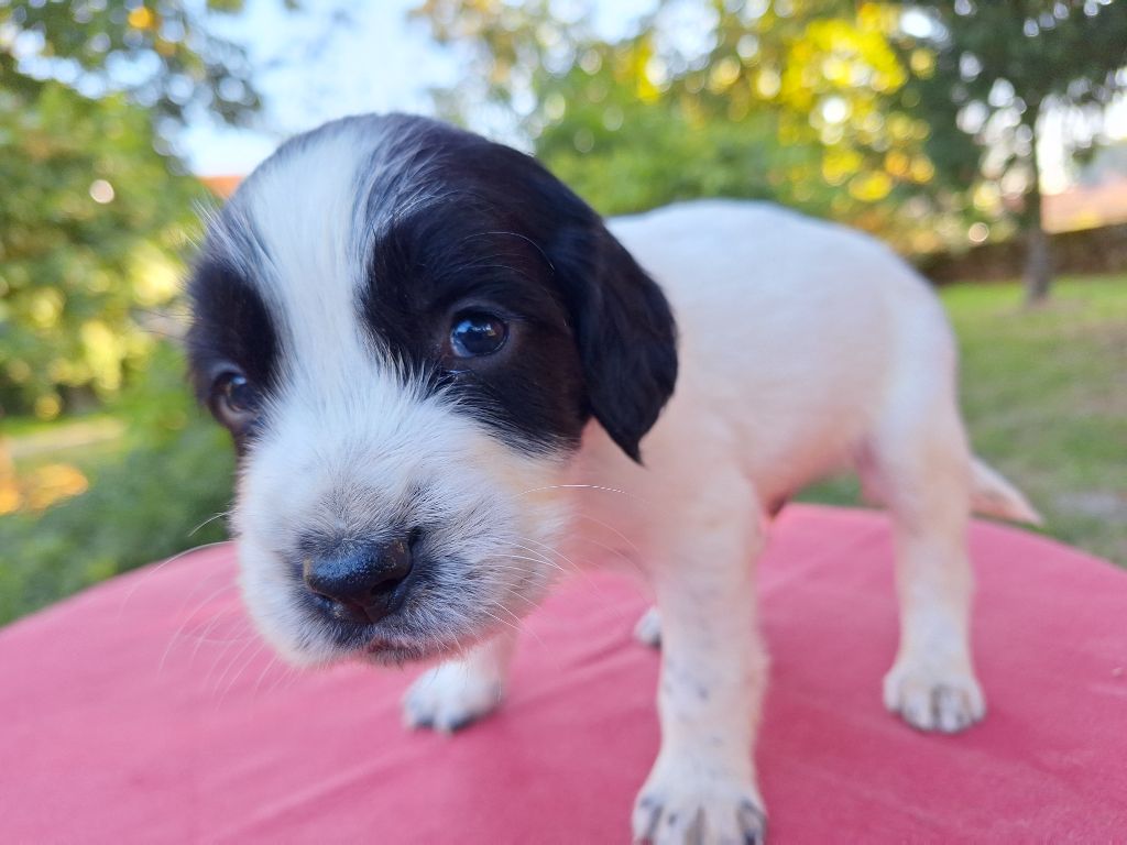 Des Etangs De La Brame - Chiot disponible  - English Springer Spaniel