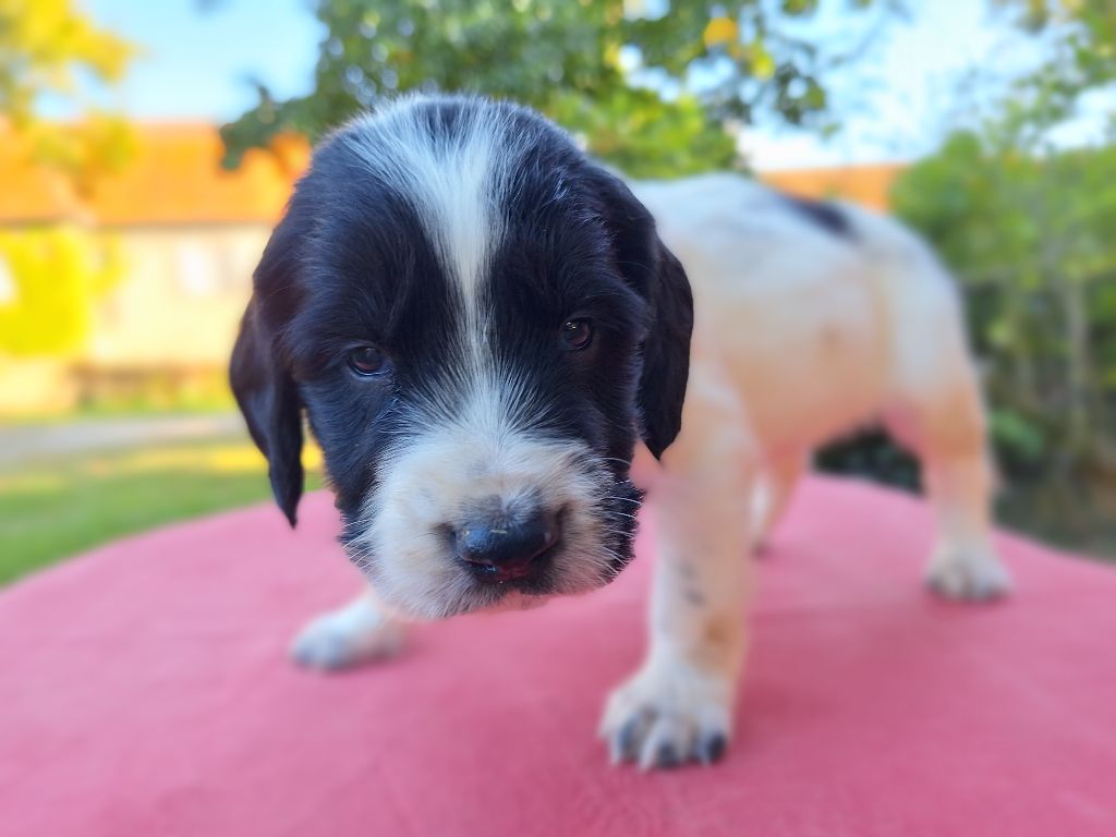 Des Etangs De La Brame - Chiot disponible  - English Springer Spaniel