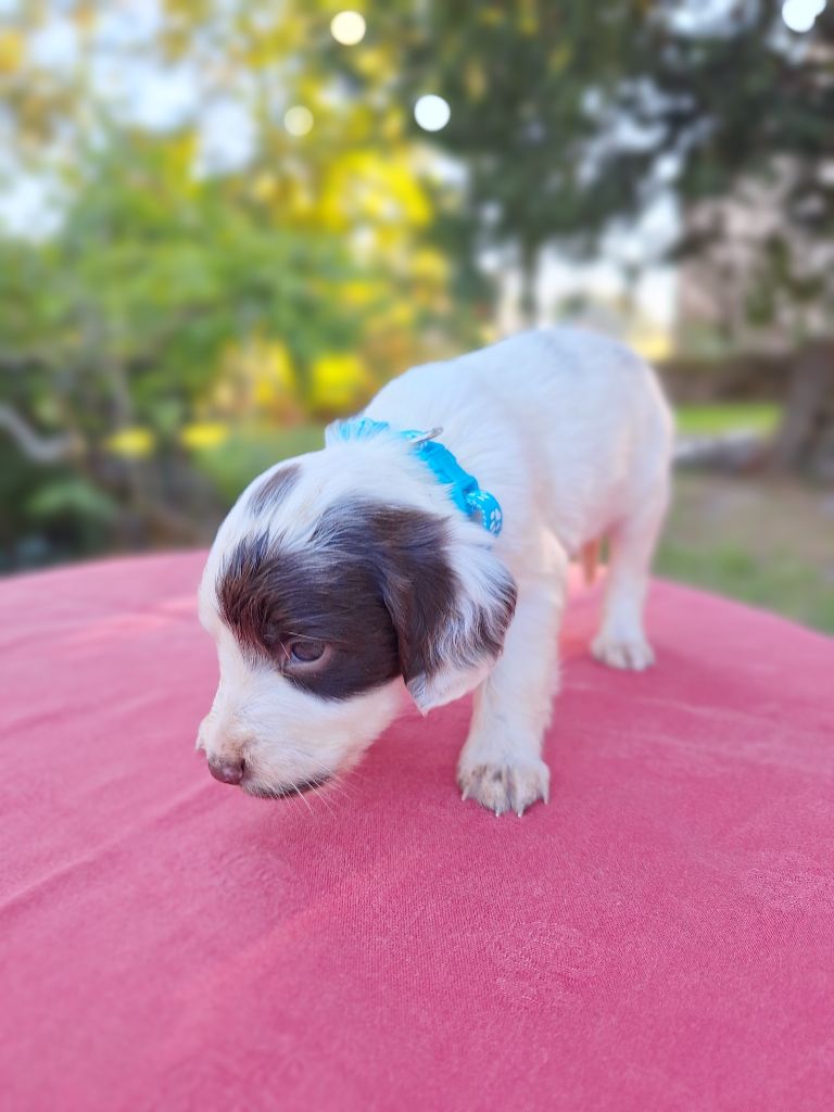 Des Etangs De La Brame - Chiot disponible  - English Springer Spaniel