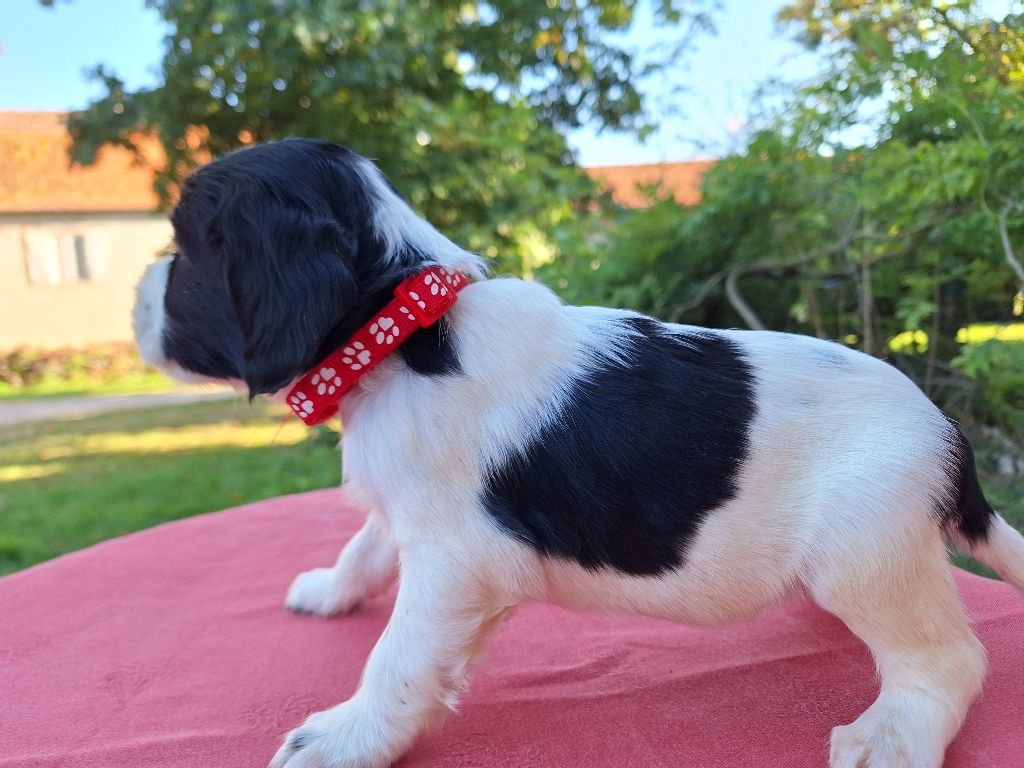 Des Etangs De La Brame - Chiot disponible  - English Springer Spaniel