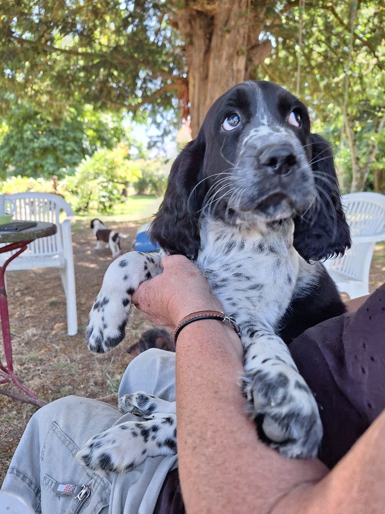 Des Etangs De La Brame - Chiots disponibles - English Springer Spaniel