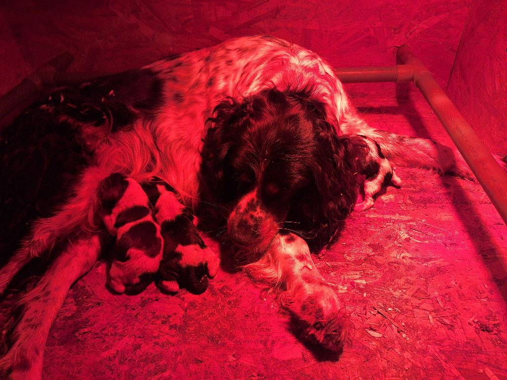 Chiot English Springer Spaniel Des Etangs De La Brame