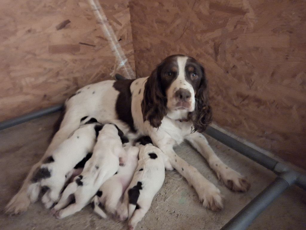 Des Etangs De La Brame - English Springer Spaniel - Portée née le 22/08/2025