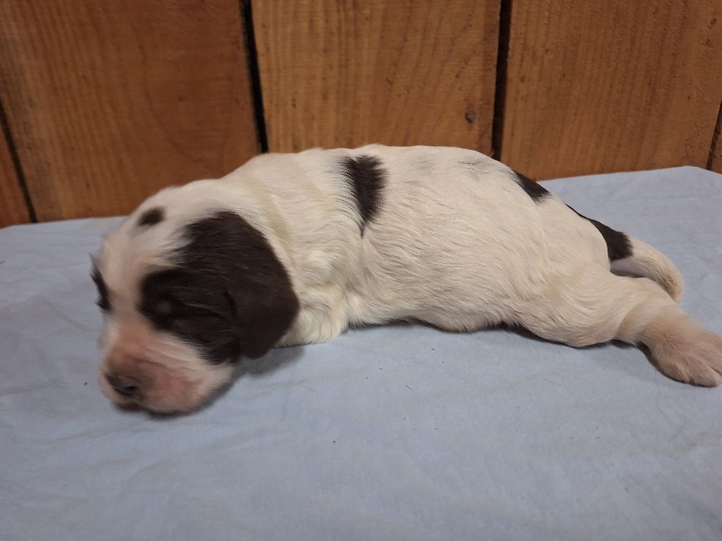 Des Etangs De La Brame - Chiots disponibles - English Springer Spaniel