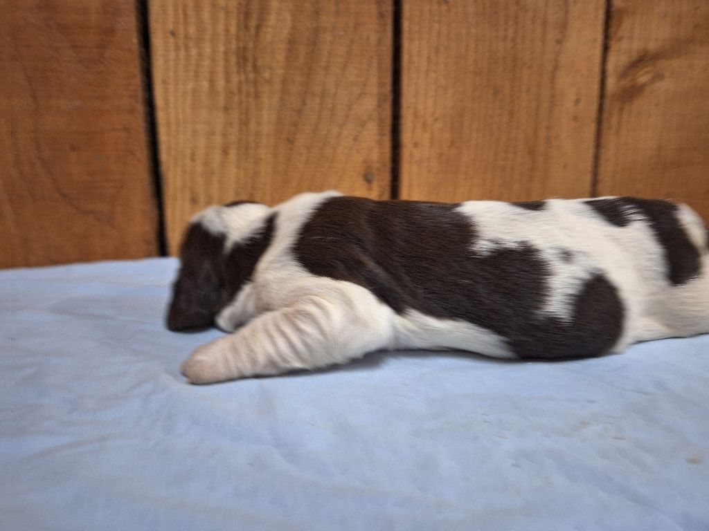 Des Etangs De La Brame - Chiots disponibles - English Springer Spaniel