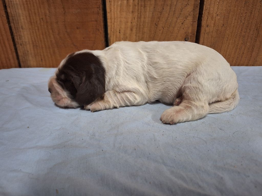 Des Etangs De La Brame - Chiots disponibles - English Springer Spaniel