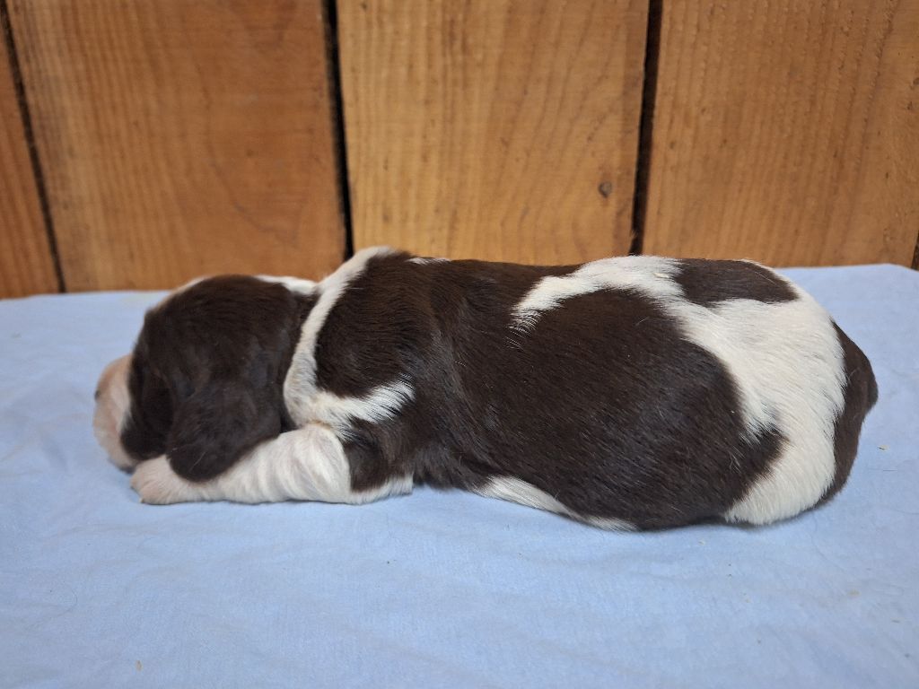 Des Etangs De La Brame - Chiots disponibles - English Springer Spaniel