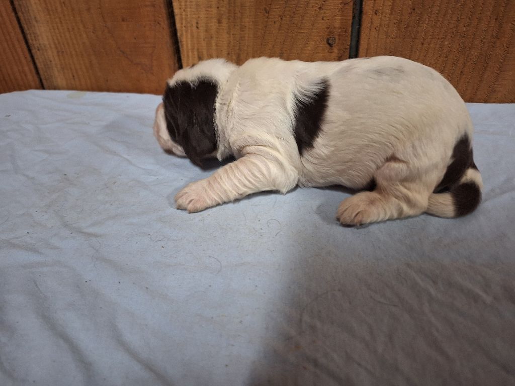 Des Etangs De La Brame - Chiots disponibles - English Springer Spaniel