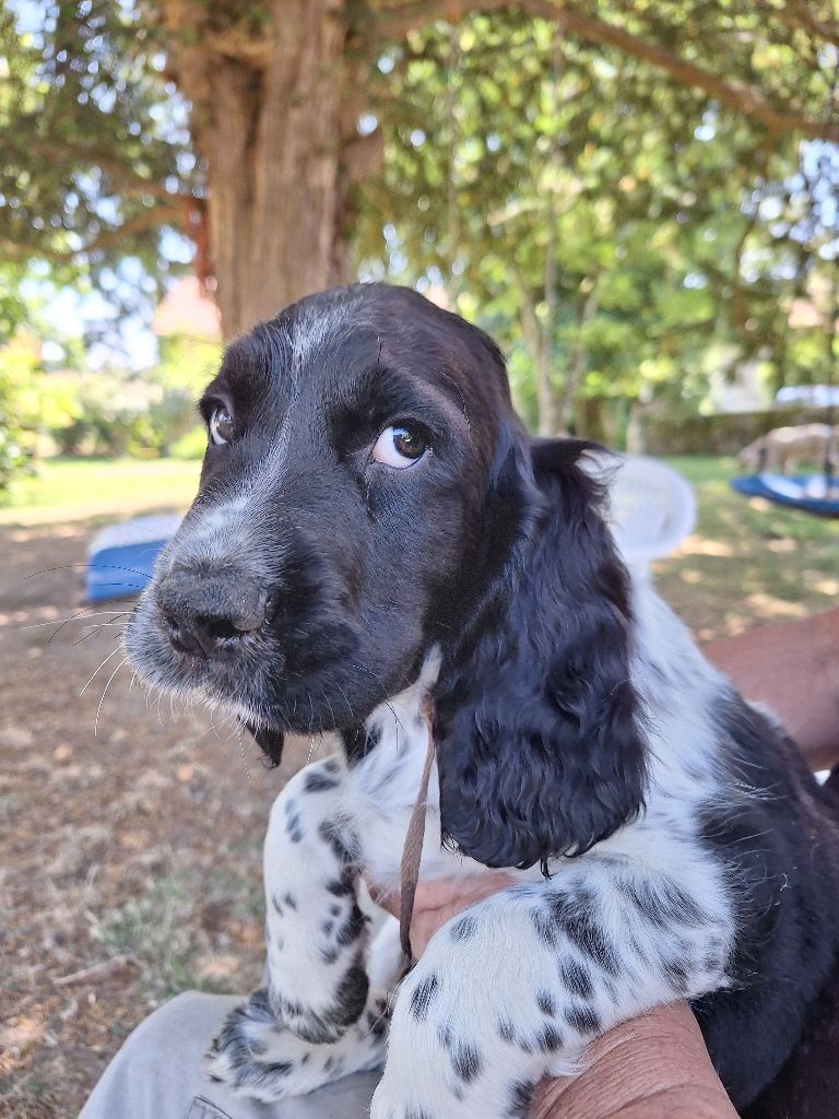 Des Etangs De La Brame - Chiots disponibles - English Springer Spaniel