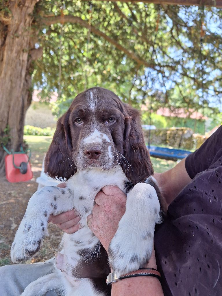 Des Etangs De La Brame - Chiots disponibles - English Springer Spaniel
