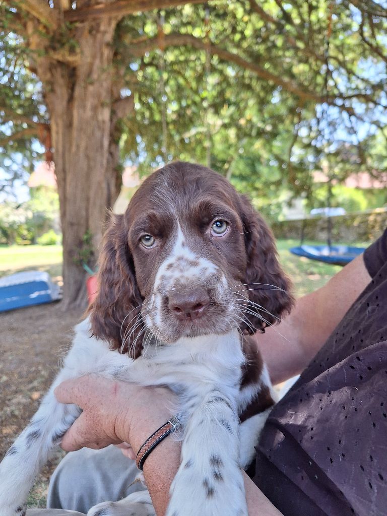 Des Etangs De La Brame - Chiots disponibles - English Springer Spaniel
